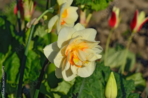 Terry flower Narcissus closeup