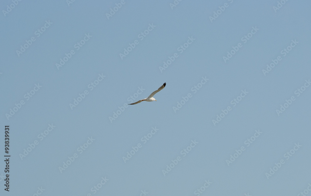 Fliegende Möwe und wolkenloser, blauer Himmel Fliegende Möwe und wolkenloser, blauer Himmel