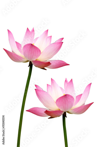lotus on isolate white background.