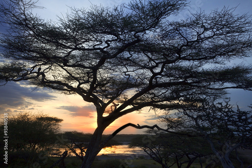 African sunset with Acacia tree