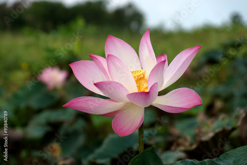 Blooming lotus flower in the park.