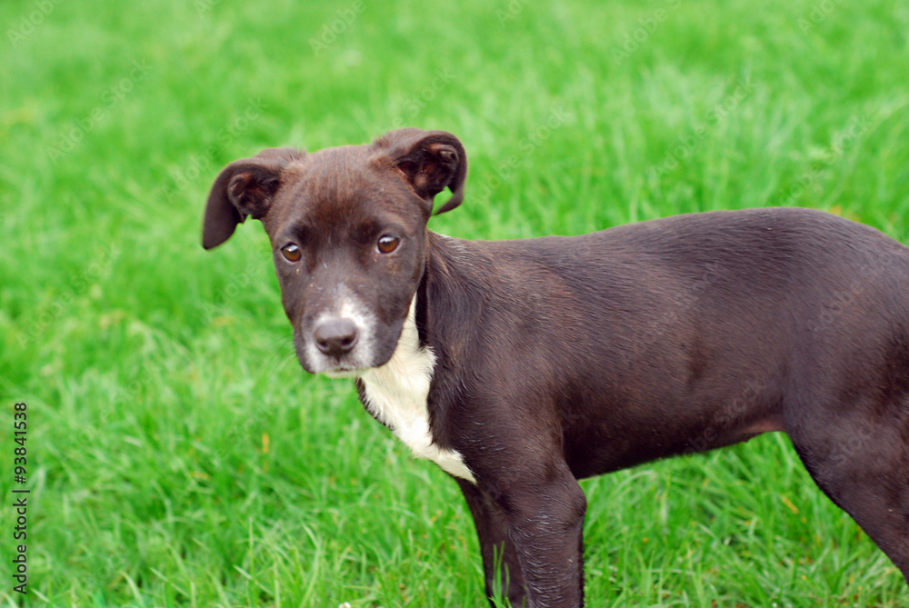 Cute puppy in a grass