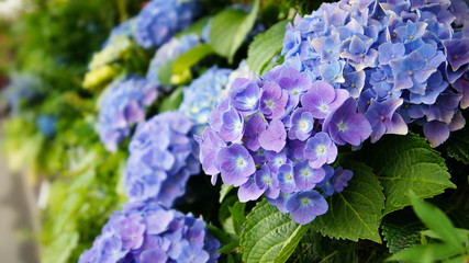 Leinwandbilder Hortensie Hortensienblüte mit selektivem Fokus  © shustrilka