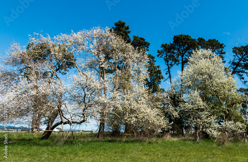 Trees of Spring