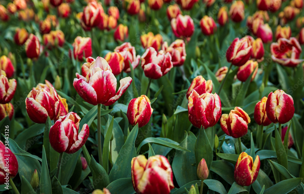 Tulips Tulips