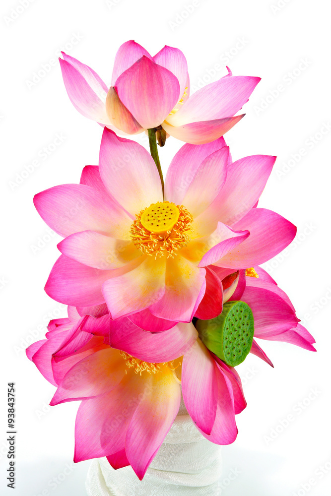 lotus on isolate white background. lotus on isolate white background.