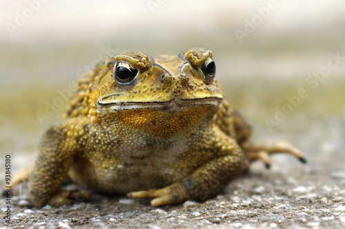 Yellow Toad on a cement floor. (Bufonidae)