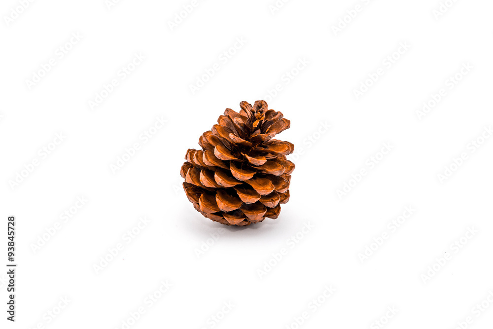 Pine cone on white background Pine cone on white background