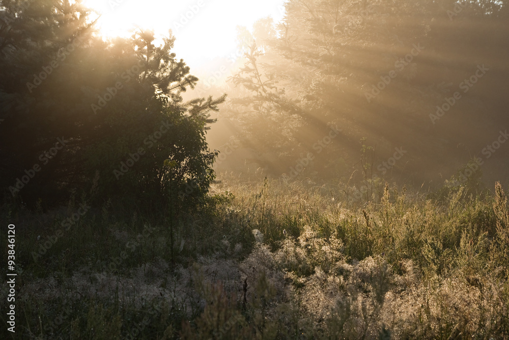 Naklejka premium misty sunrise landscape with foggy morning meadow