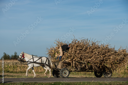 Farmer climbing on a wagon during corn harvest