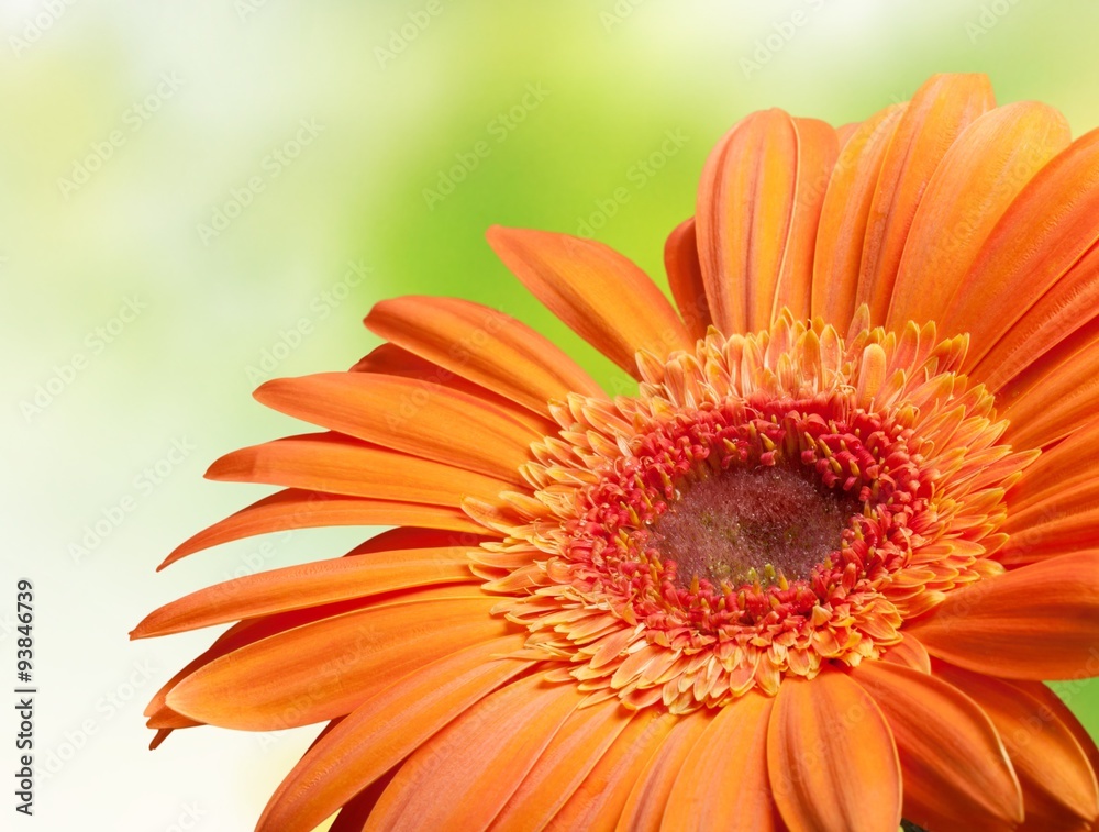 Gerbera Daisy.