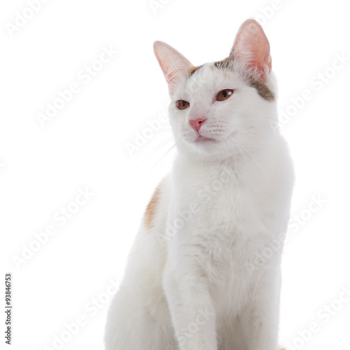 Portrait of a happy white domestic cat.