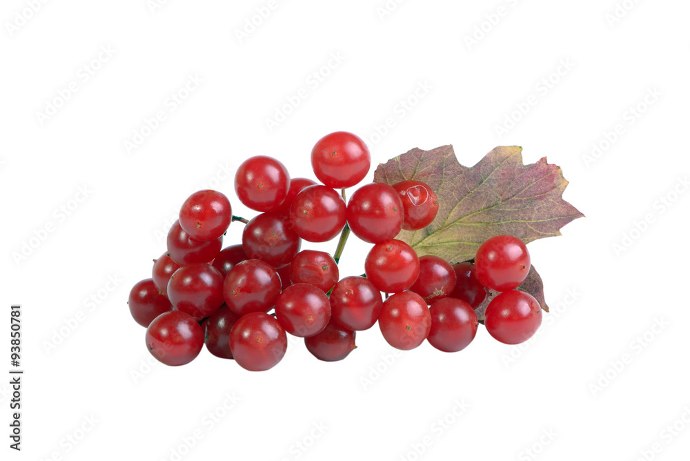 Viburnum berries