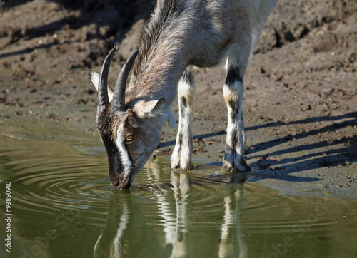 Domestic goat drinks water from a lake photo