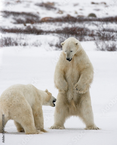 Two polar bears playing with each other in the tundra. Canada. An excellent illustration.