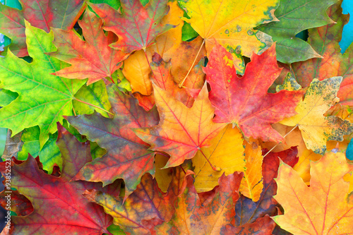 Multicolored autumn leaves background
