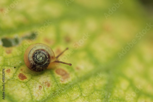 Tiny snail in the garden on a leaf close up