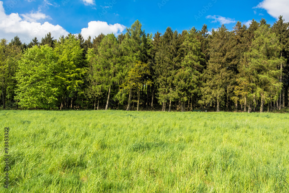 Obraz premium Waldrand, Wiese, NRW