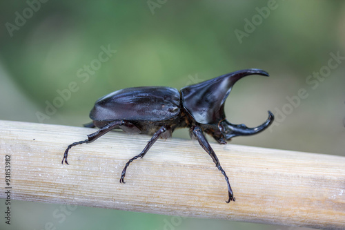 beetle © jakkrid
