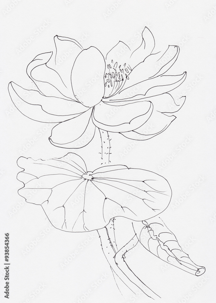 flowers pen drawing by AliceColours on DeviantArt
