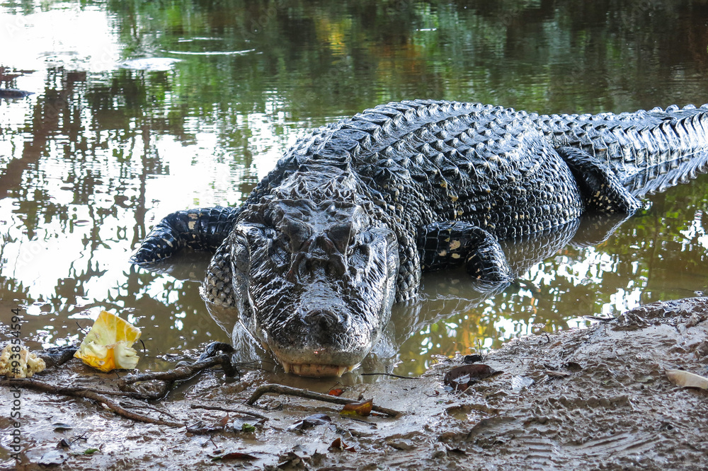 Obraz premium Black Caiman at Yacuma National Park, Bolivia