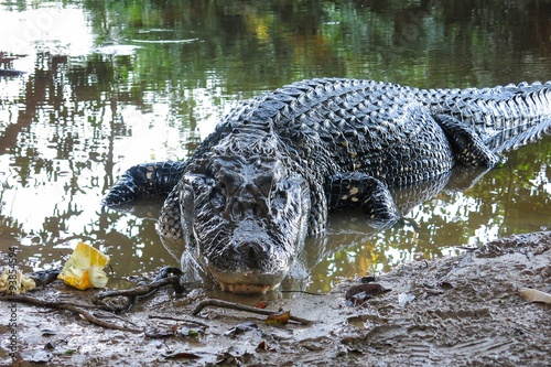 Black Caiman at Yacuma National Park, Bolivia photo