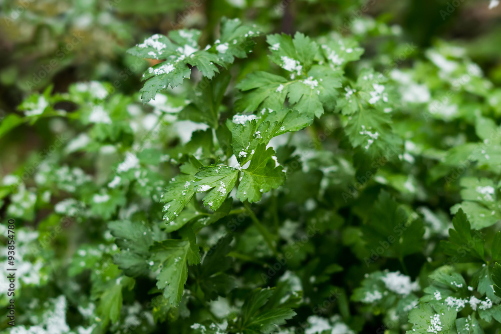 Parsley in the garden covered with snow Parsley in the garden covered with snow