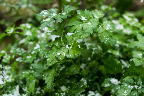 Parsley in the garden covered with snow