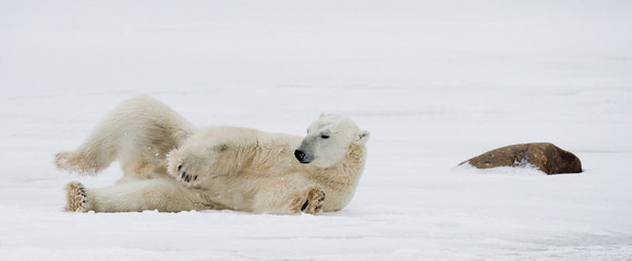 Wandcirkels Ijsbeer IJsbeer liggend in Canadese toendra  © gudkovandrey