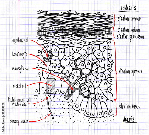 drawing of the structure of the human epidermis photo
