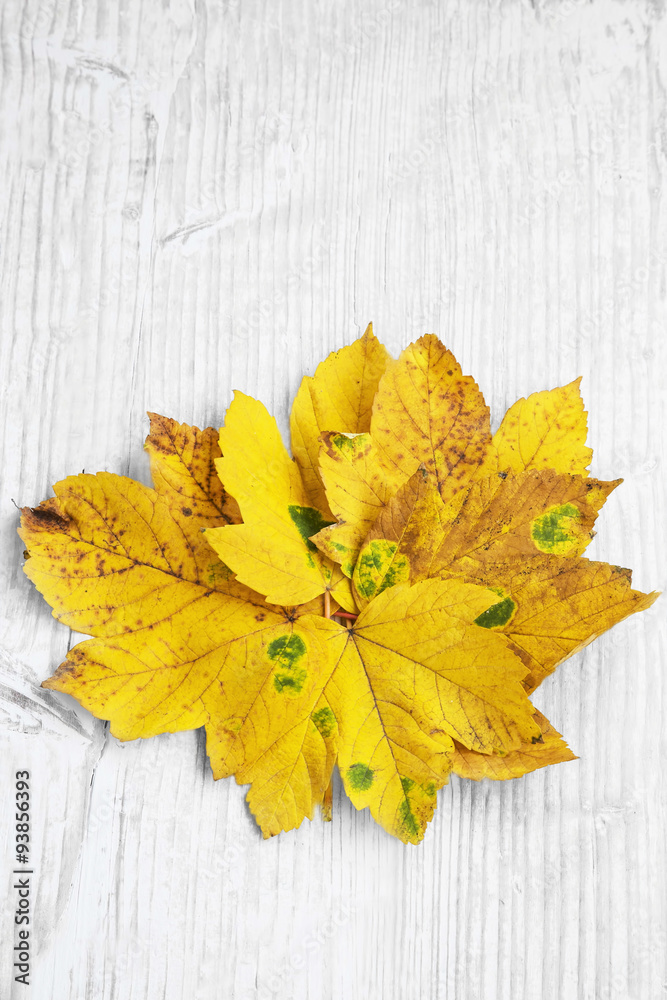 Obraz premium Autumn Dried Leaves Decoration