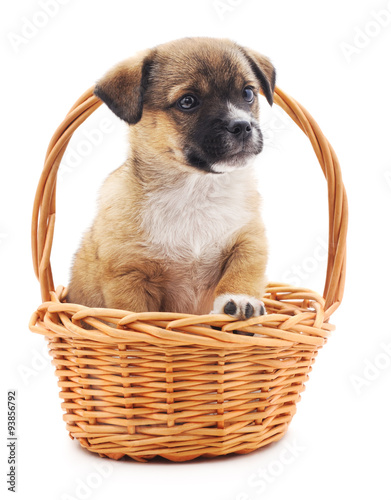 Puppy in a basket.