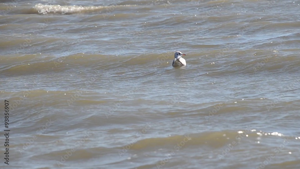 Seagull floating among the waves Seagull floating among the waves