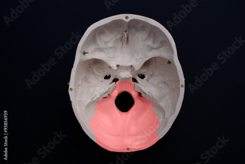 Occipital Bone  photo