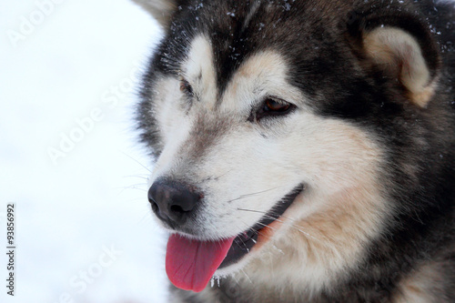 Husky portrait