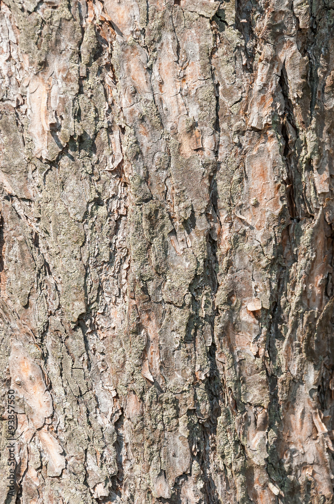Tree bark texture Tree bark texture