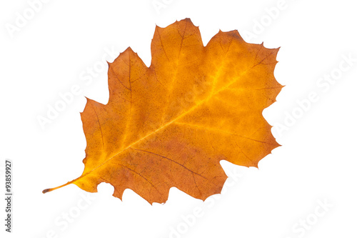 Autumn leaf