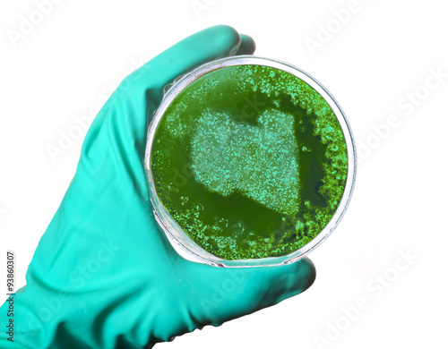 Germs in the shape of Libya in a petri dish.(series)