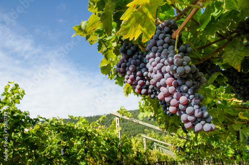 Vendemmia, grappoli di uva rossa per amarone in veneto a Verona