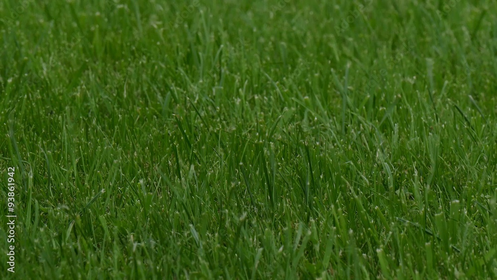 Rasen bei windigem Wetter Rasen bei windigem Wetter