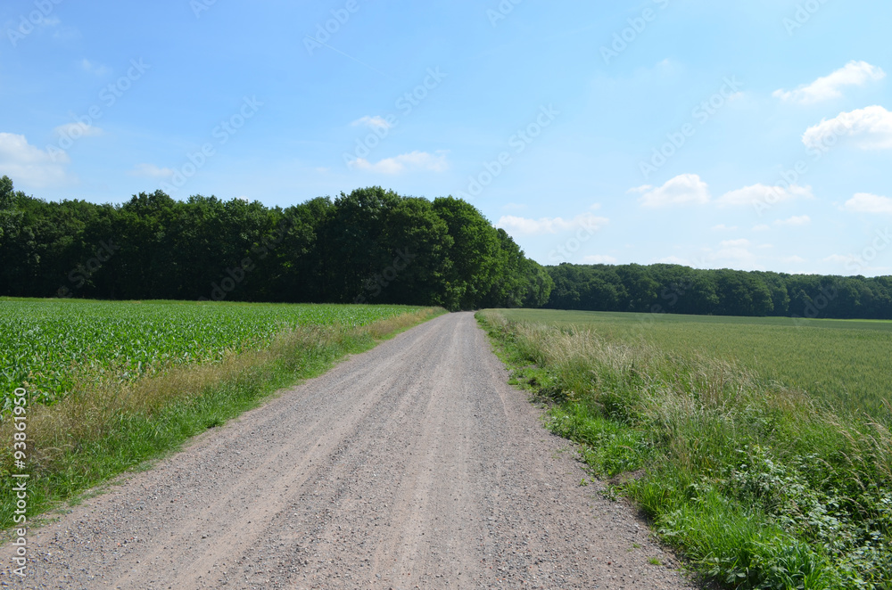 Dusty gravel road next to forest and arable land
