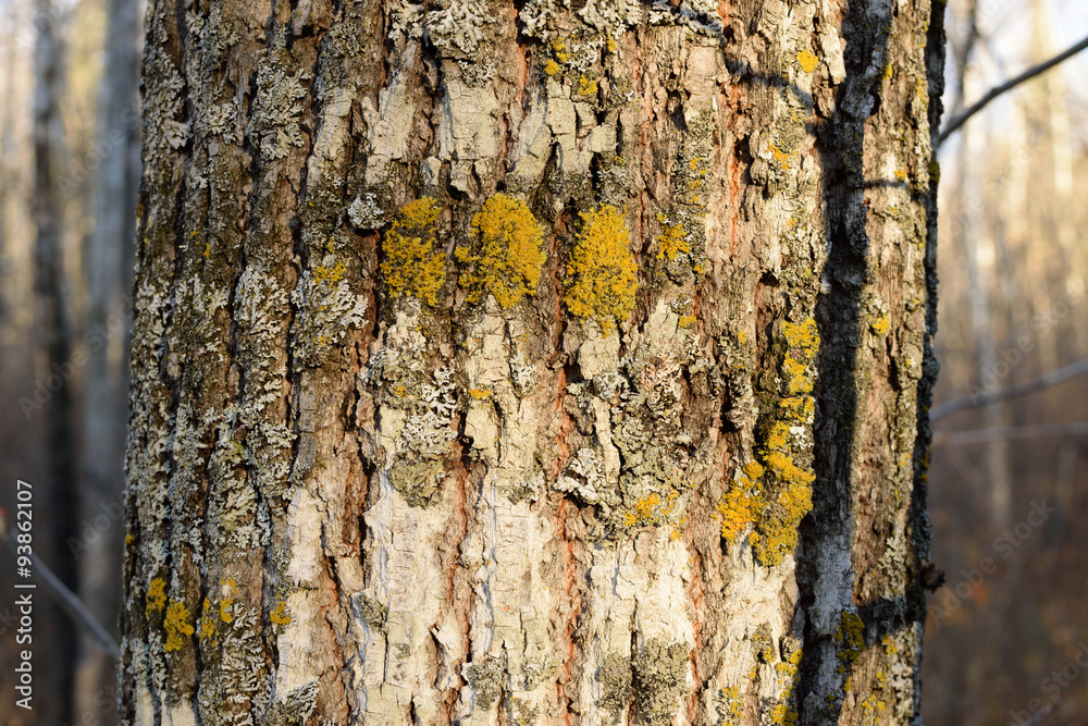 Obraz premium Bark Detail of Basswood (Tilia Americana) Tree