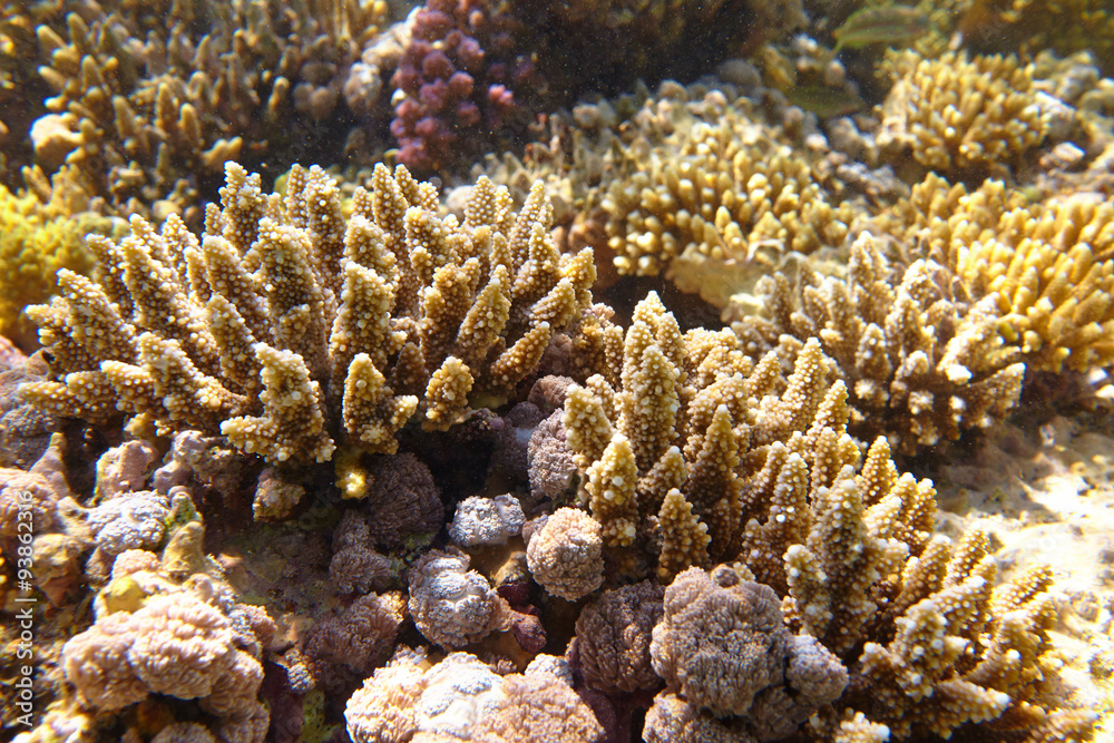 coral reef coral reef