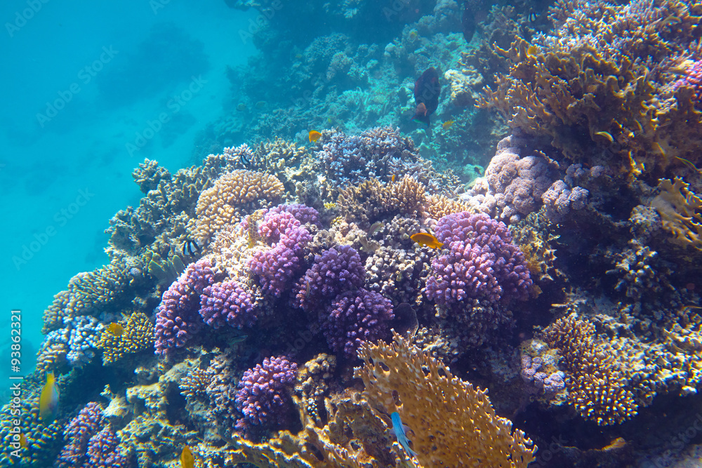 Naklejka premium coral reef