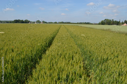 Tracks through rye field in Belgian countryside