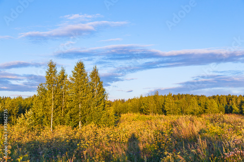 edge of the forest illuminated by the sun sunset