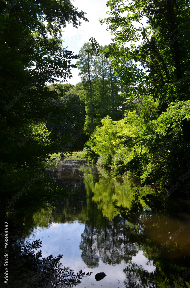 Light shining through forest on a lake Light shining through forest on a lake