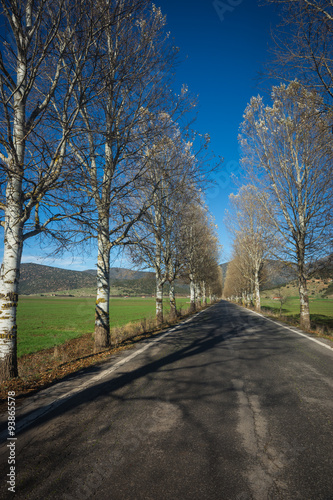 Landscape with birches about Showcases, Peloponnese, Greece photo