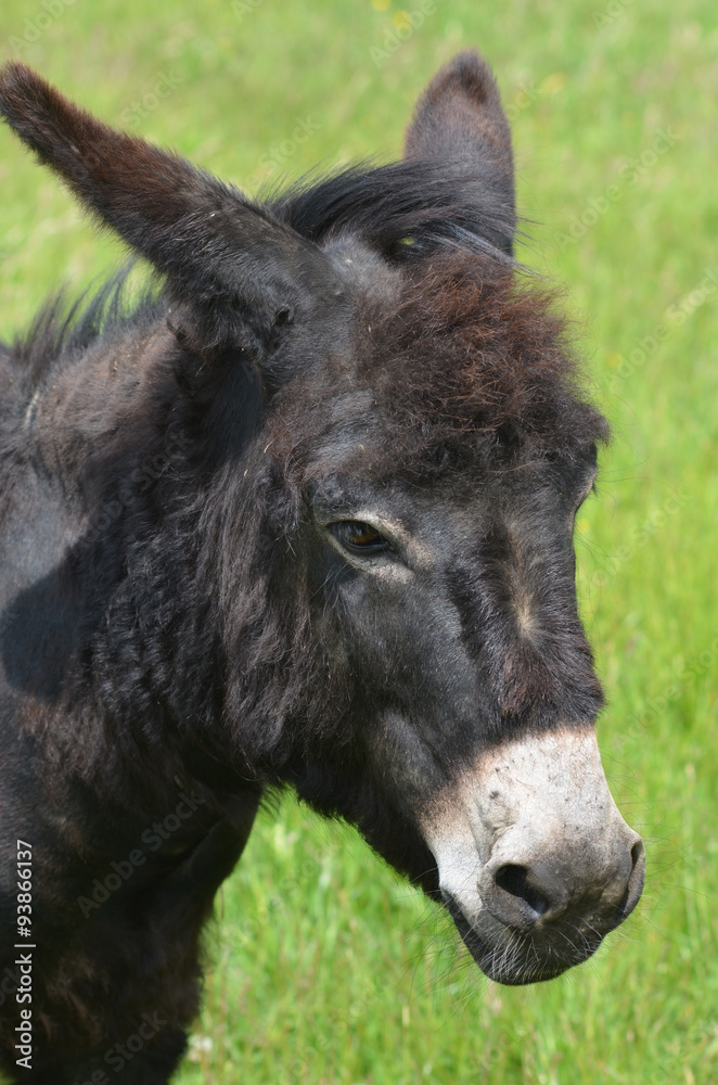 Close-up of a black donkey