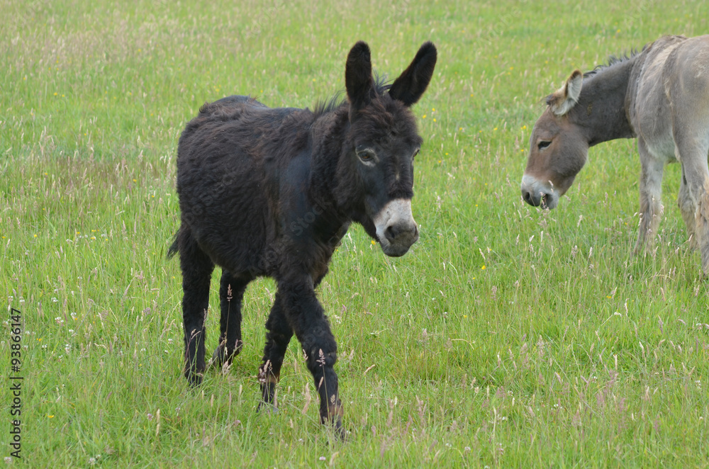 Black and grey donkey in a meadow Black and grey donkey in a meadow
